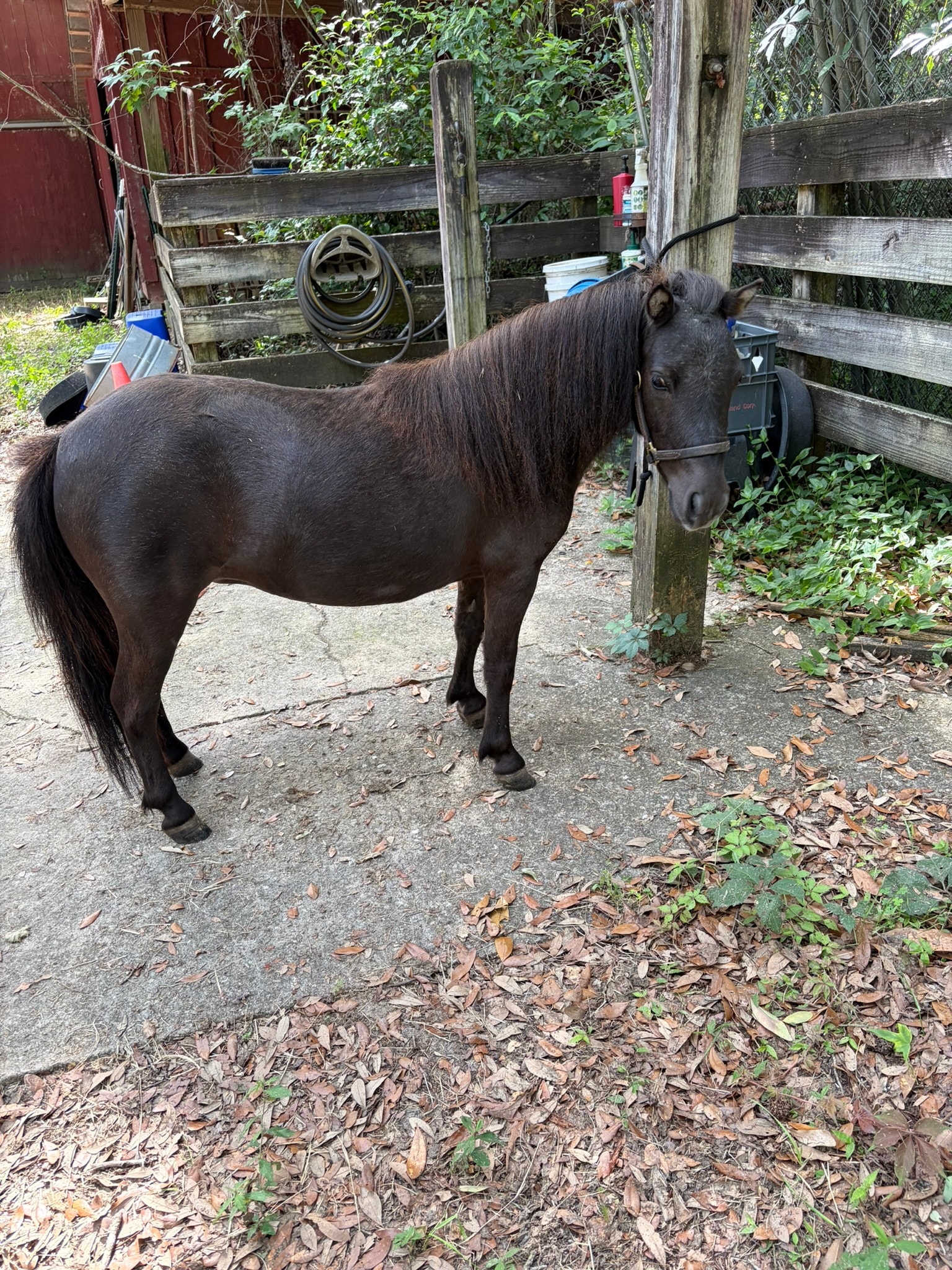 Shadow - Double D Ebony Angel miniature mare