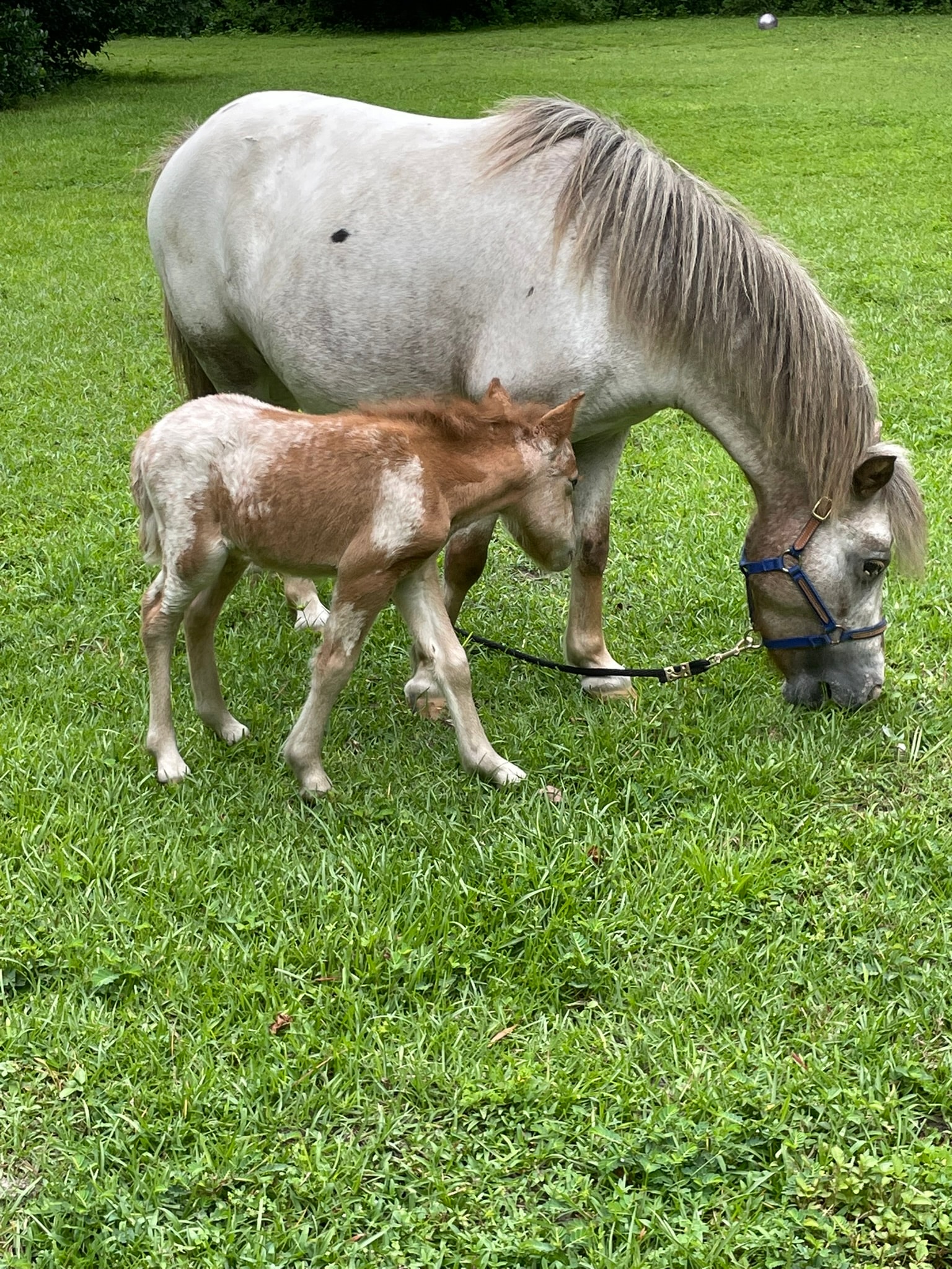 Winning Streaks Enchantress miniature mare