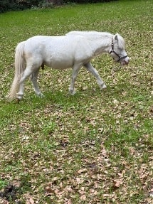 Scott Creek Monarch Call Me Captain miniature stallion