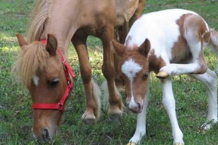 Miniature horse foal