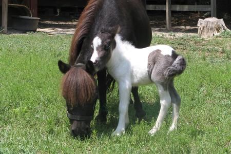 Miniature horse foal