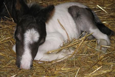 Miniature horse foal